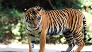 Buntut Konflik Harimau-Manusia, Petani Diminta Tak Lagi Garap Lahan di TNBBS